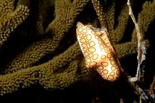 Flamingo Tongue Bonaire Royalty Free Stock Image Flamingo Tongue Bonaire Royalty Free Stock Image