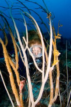 Woman Diver Looking At Seahorse In Caribbean Coral Royalty Free Stock Images
