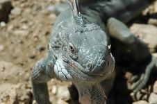 Caribbean Lizzard Bonaire Stock Photography Caribbean Lizzard Bonaire Stock Photography