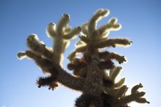 Cholla Cactus Stock Images
