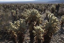 Cholla Cactus Royalty Free Stock Photos