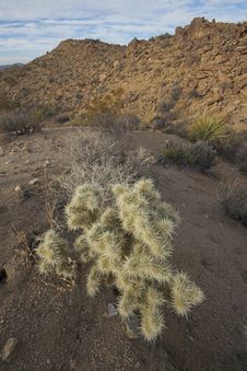 Cholla Cactus Royalty Free Stock Photo