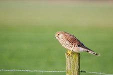 Falcon Royalty Free Stock Photo Falcon Royalty Free Stock Photo