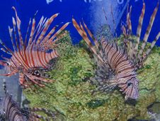 Lion Fish Stock Photography