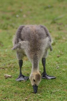 A Canada Goose Chick Stock Images