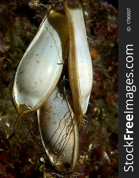 Shark eggs Croatia underwater image