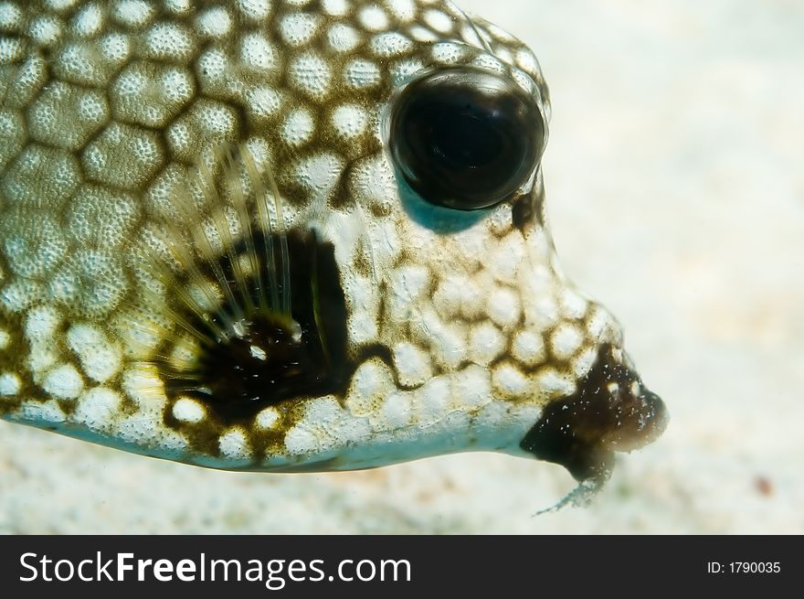 Reef fish on sea bed Bonaire underwater image. Reef fish on sea bed Bonaire underwater image
