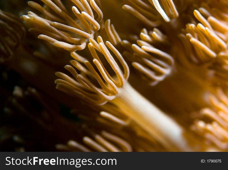 Abstract anemone  background, soft coral. Shallow DOF. Abstract anemone  background, soft coral. Shallow DOF