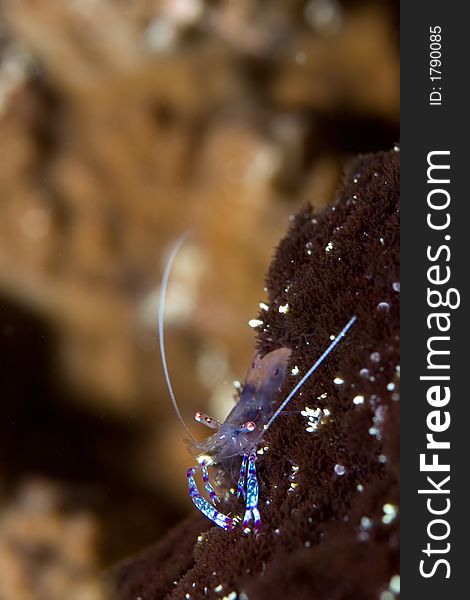 Blue shrimp on black coral. Indonesia Lembehstraat