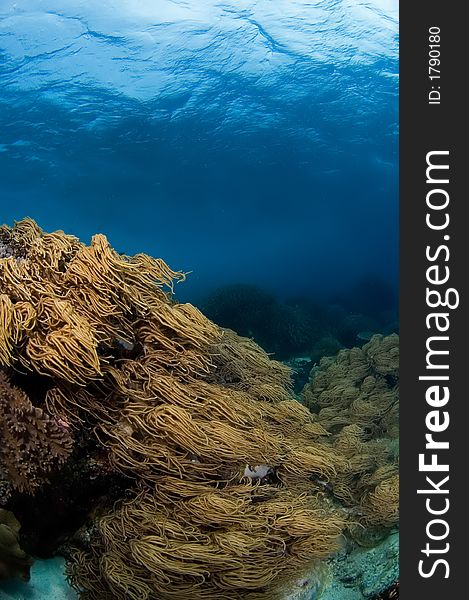 Soft coral on reef with view on the surface. Philippines. Soft coral on reef with view on the surface. Philippines