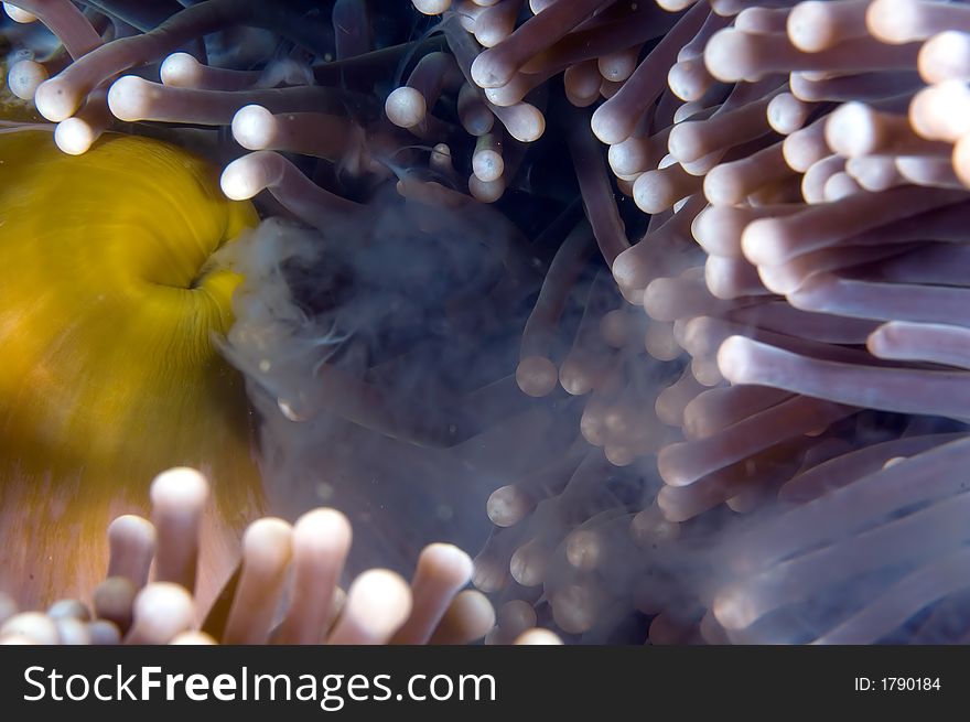 Anemone spawning. Indonesia Sulawesi Lembehstreet. Underwater image