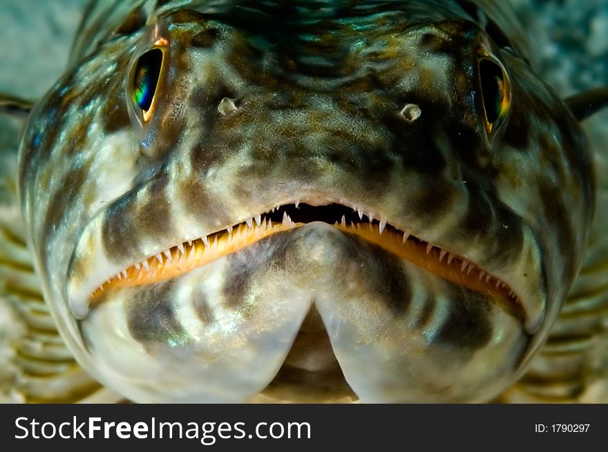 Caribbean Lizardfish Bonaire resting on seabed angry look