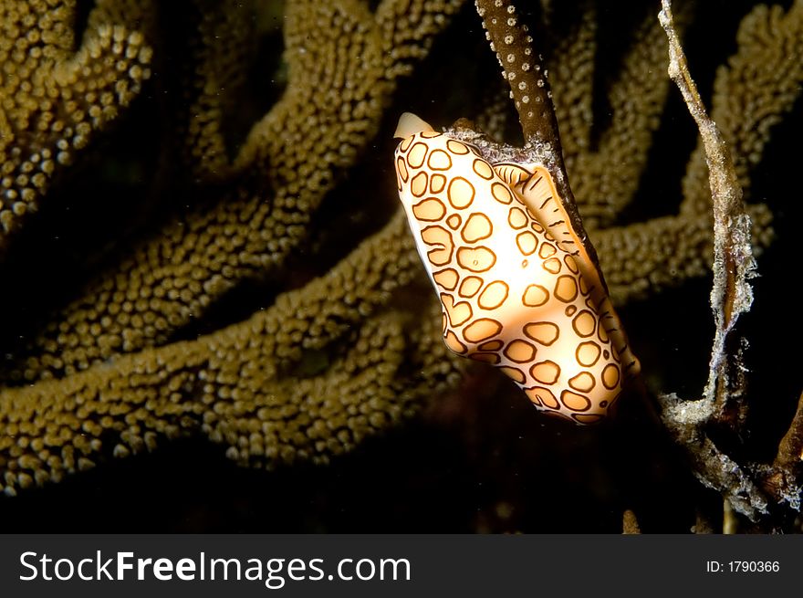 Flamingo Tongue on coral reef. Bonaire. Flamingo Tongue on coral reef. Bonaire