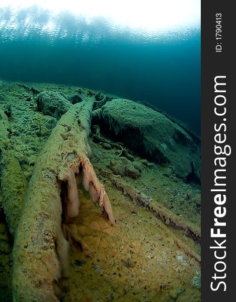 Trees underwater in lake. austria. Trees underwater in lake. austria