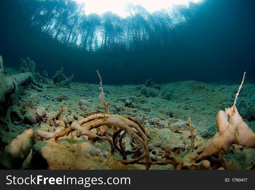 Trees underwater in lake. austria. Trees underwater in lake. austria