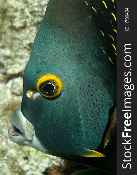 Caribbean French Angelfish on reef