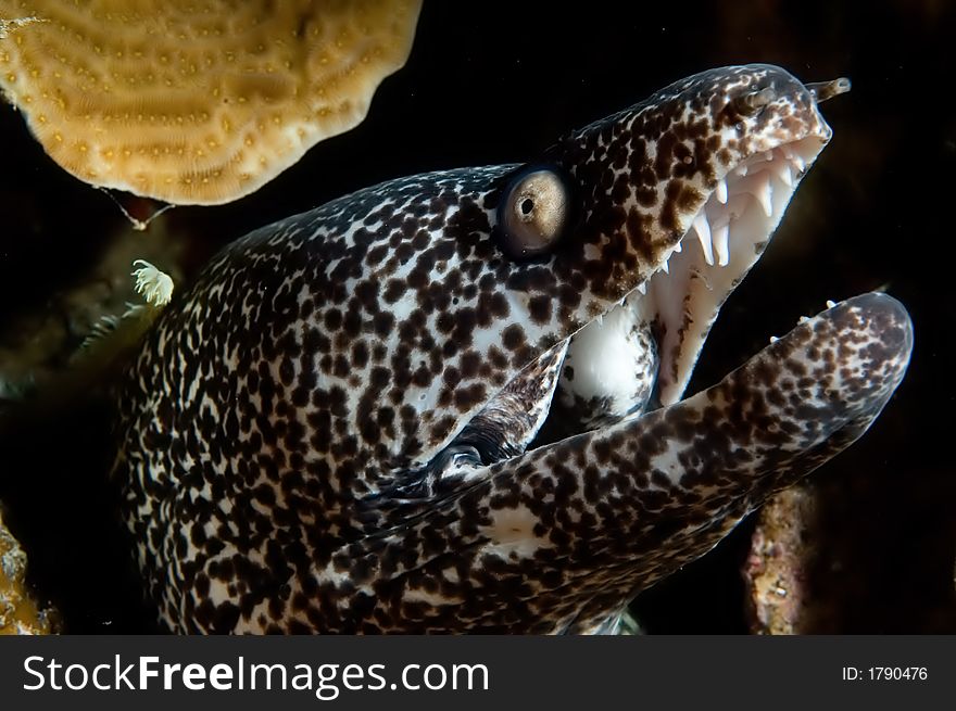 Caribbean spotted moray on reef. Bonaire
