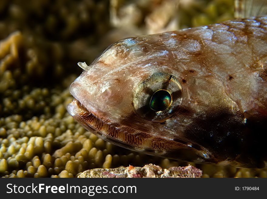 Lizardfish on reef.  Indonesia Sulawesi Lembehstreet