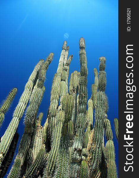 Cactus under the blue sky. Bonaire