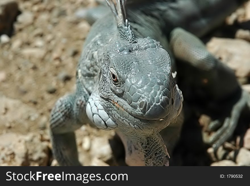 Caribbean Lizzard Bonaire walking to you