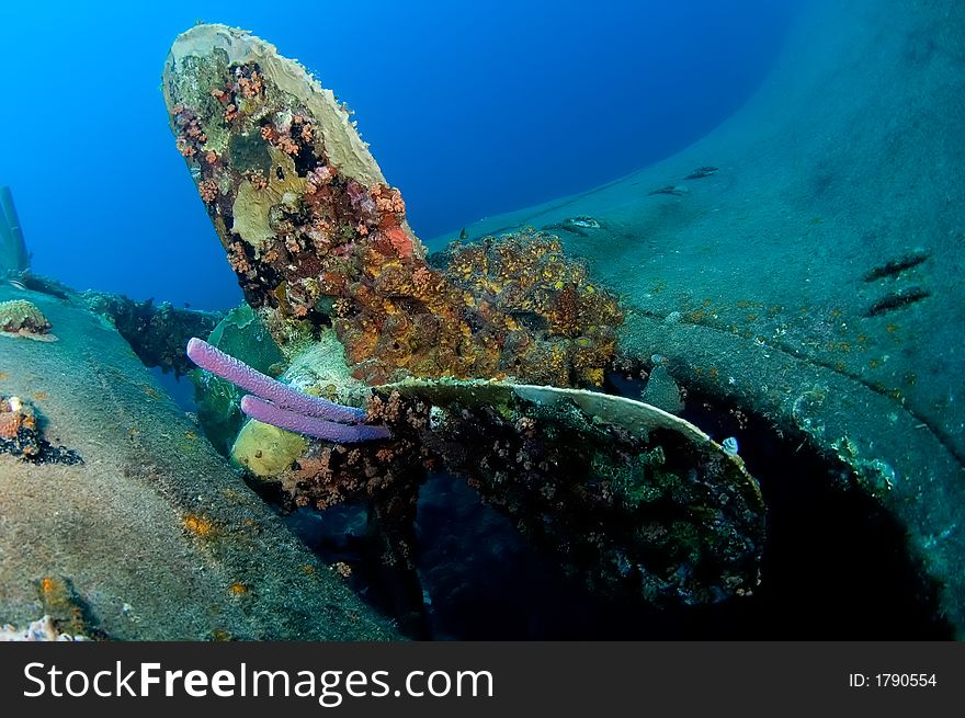 Wreck Hilma Bonaire. Purple sponges growing from the propeller.