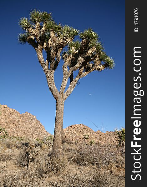 Joshua Tree with deep blue sky and moon