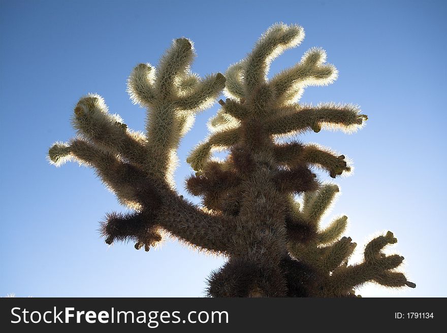 Cholla Cactus in Joshua Tree National Park