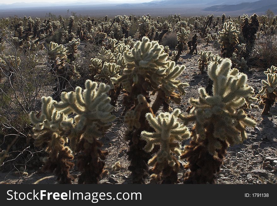 Cholla Cactus in Joshua Tree National Park