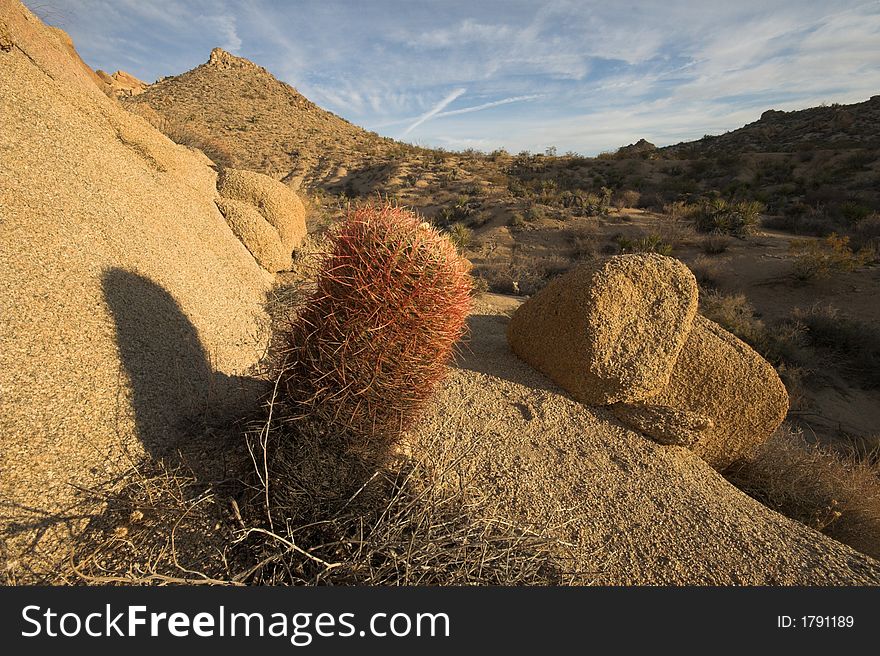 Barrel Cactus