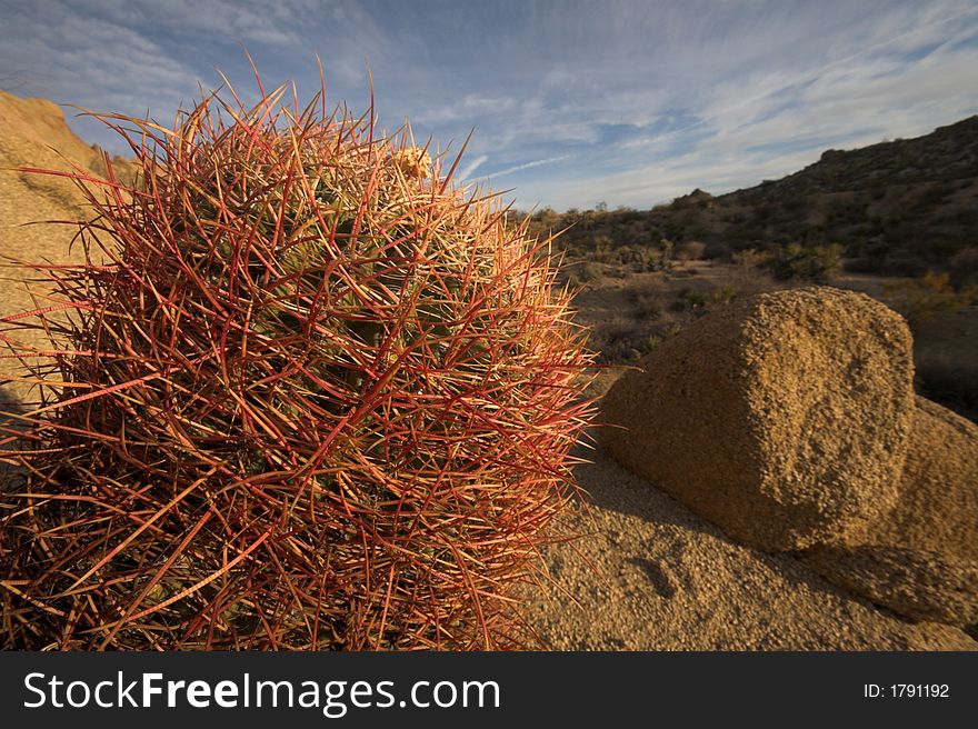 Barrel cactus in mojave desert