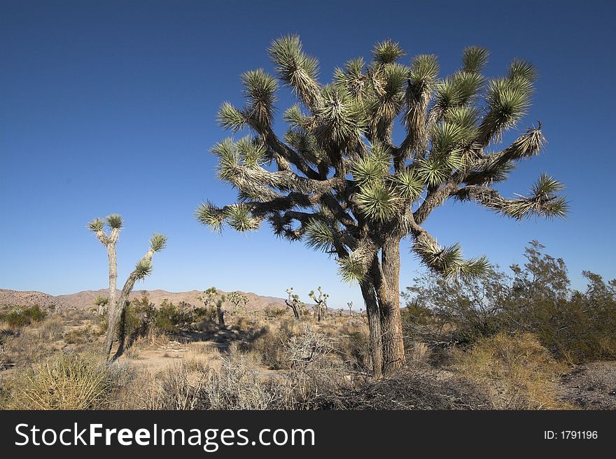 Joshua Tree with deep blue sky