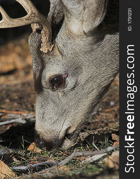 Mule deer buck with antlers