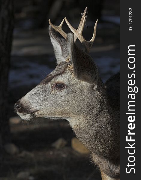 Mule deer buck with antlers