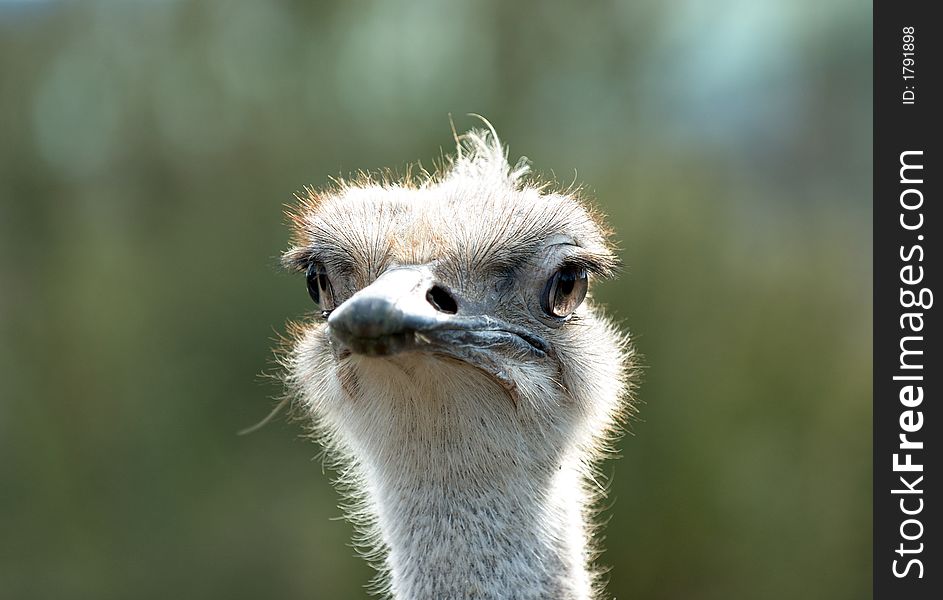 A closeup of the head of an ostrich