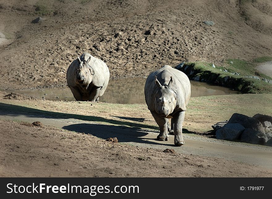 Portraits of Two Rhinos in San Diegao Wild Animal Park