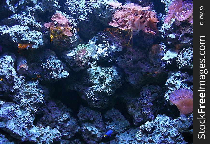 A blue salt water fish swimming
alone around corals and plants. A blue salt water fish swimming
alone around corals and plants