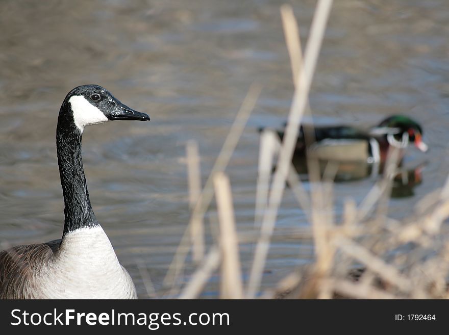A canada goose and a wood duck. A canada goose and a wood duck