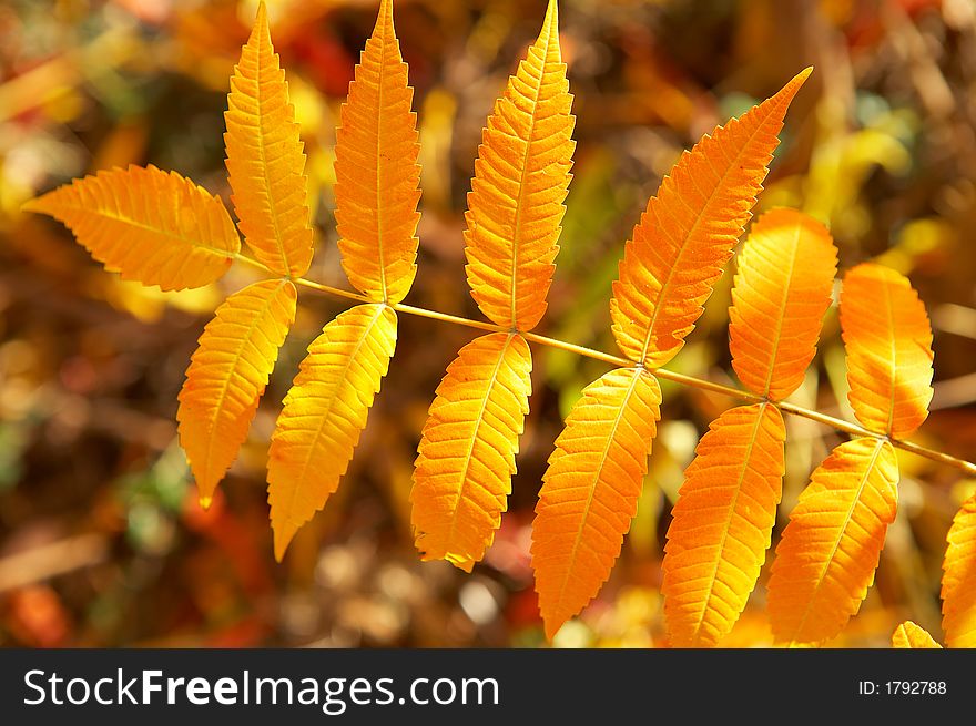 Colourful autumn-leaves with some sunshine on it. Colourful autumn-leaves with some sunshine on it