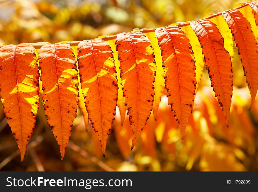 Colourful autumn-leaves with some sunshine on it