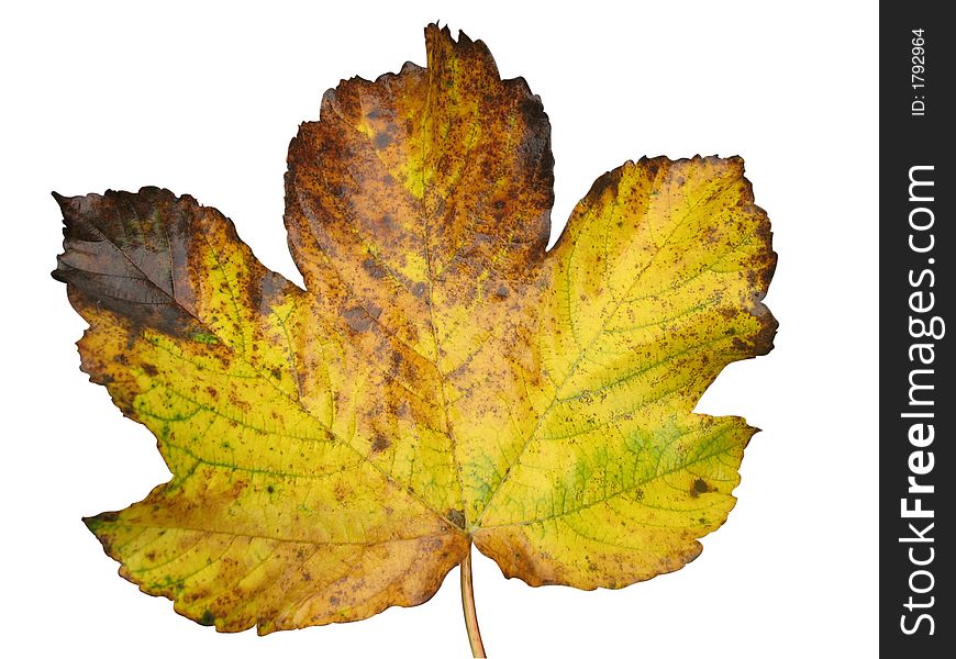 Golden leaf on a white background