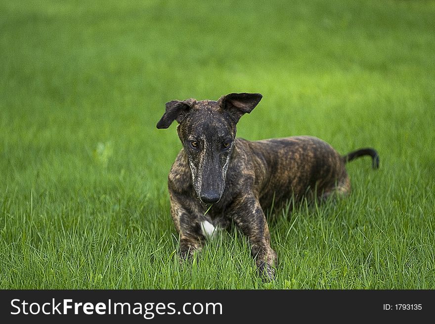 Greyhound In Grass