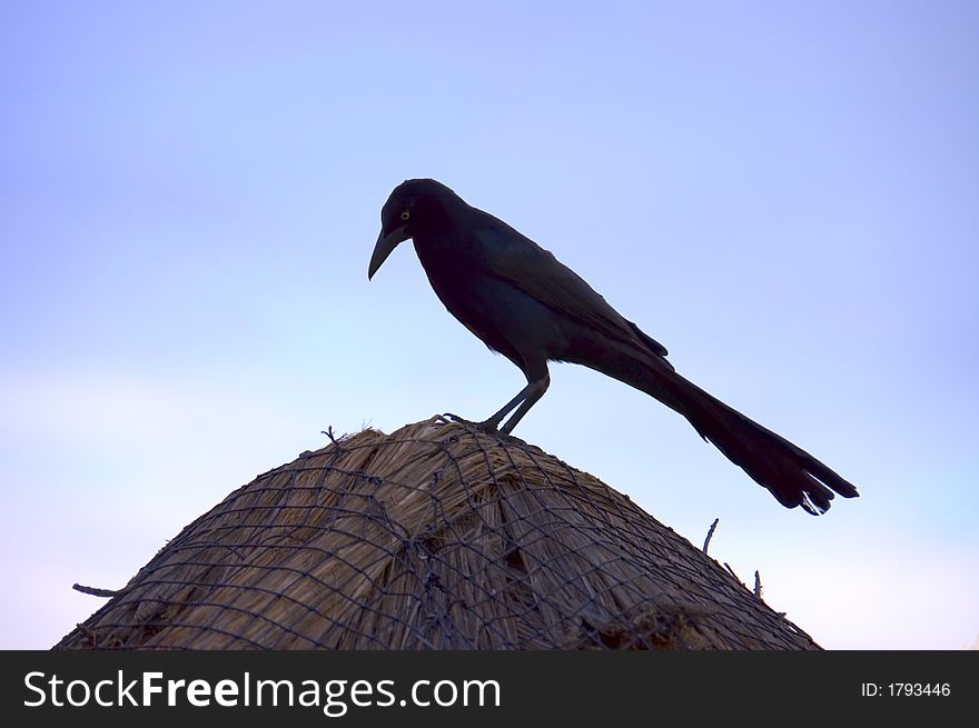 Tropical bird silhouette over a palms roof on a Caribbean beach, Mexico