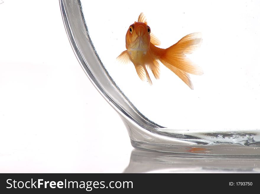 A closeup of a goldfish in a bowl against a white background. A closeup of a goldfish in a bowl against a white background.