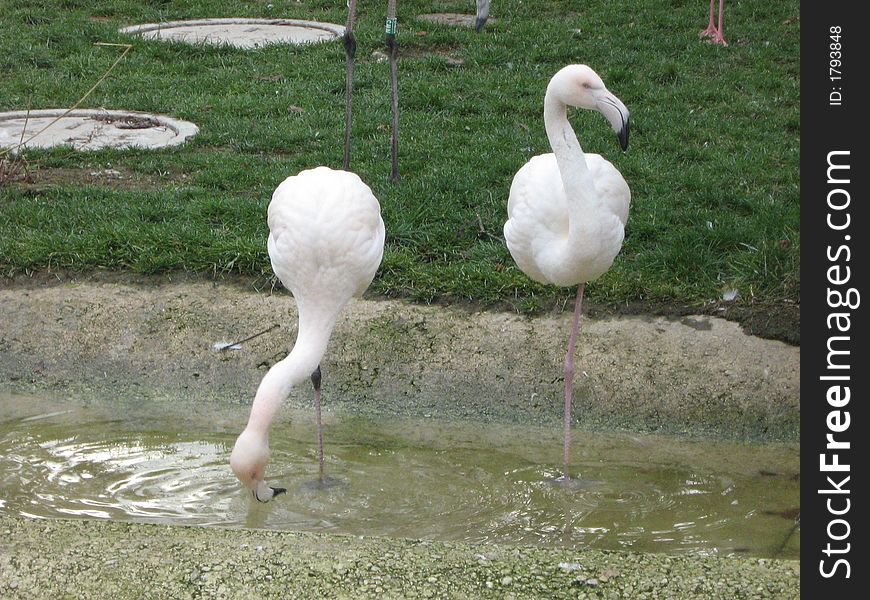 Two nice white flamingo in the water