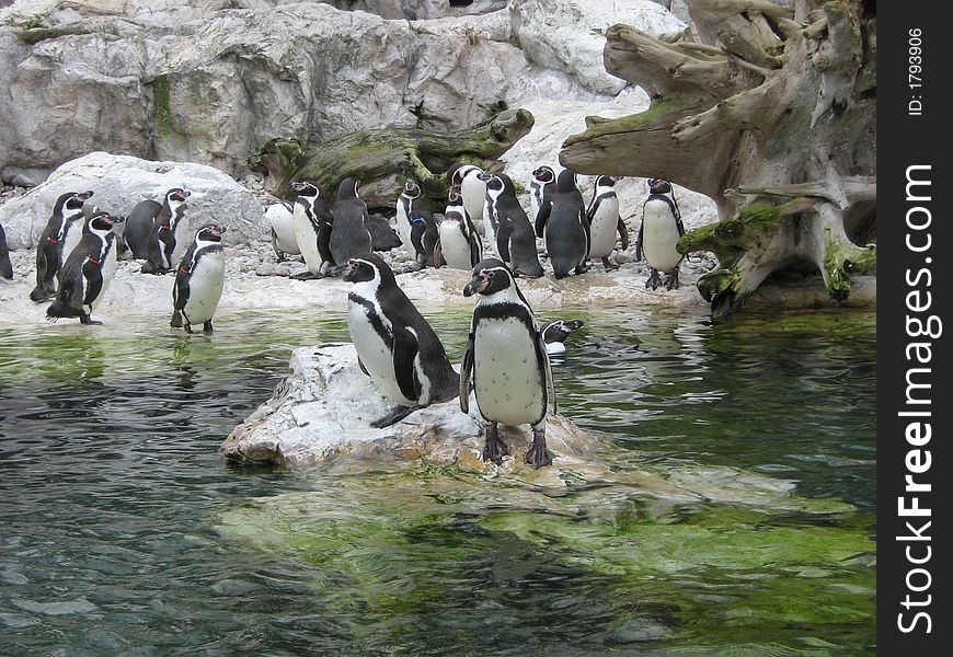 A lot of penguin in the zoo