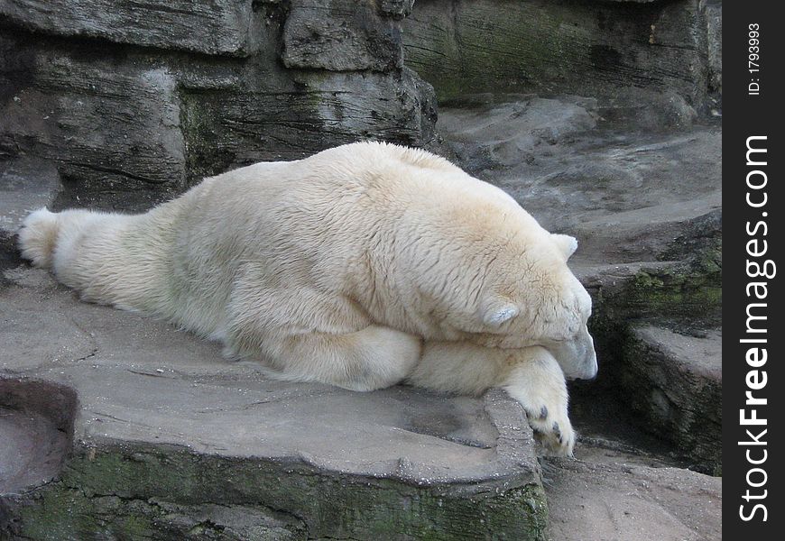 White bear fo the zoo