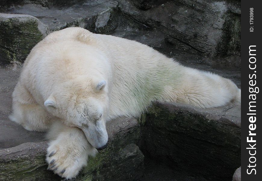 Sleepy bear in the zoo