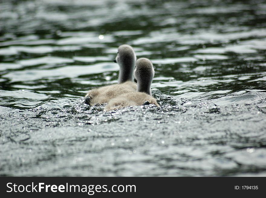 Baby swan on Danube Delta, Romania, Europe