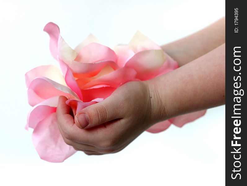 Young child's hands holding pink and white rose petals. Young child's hands holding pink and white rose petals