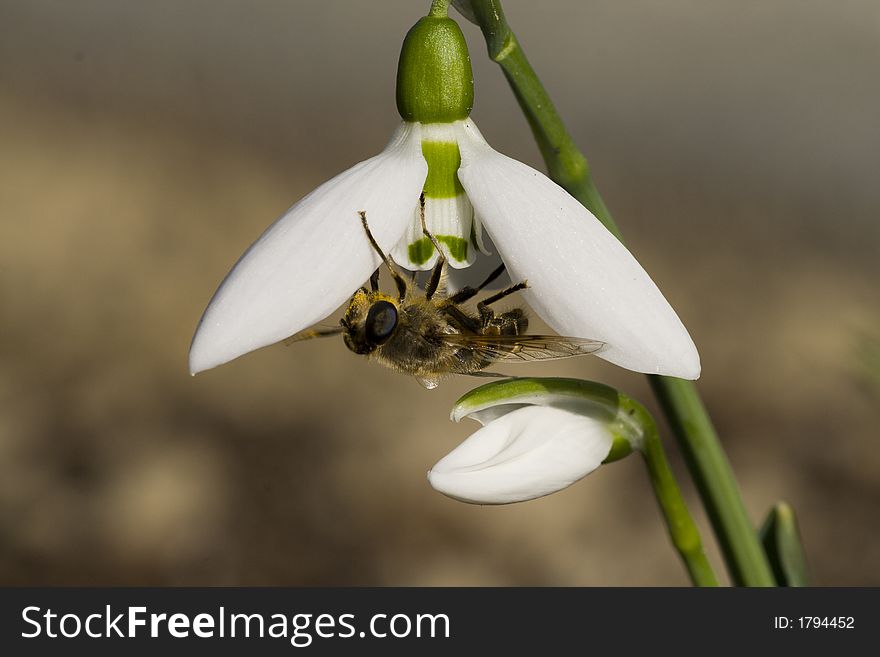 Snowdrop With Bee